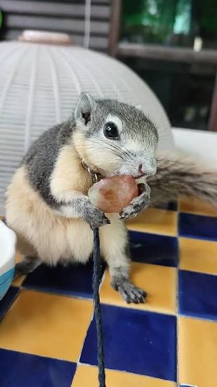 กระรอกเทาท้องขาว รูปที่ 5