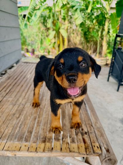 ลูกสุนัข