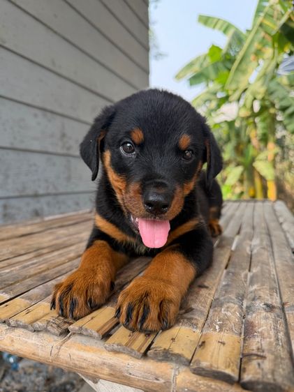 ลูกสุนัข รูปที่ 4