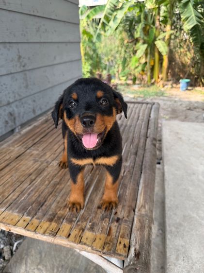 ลูกสุนัข รูปที่ 2
