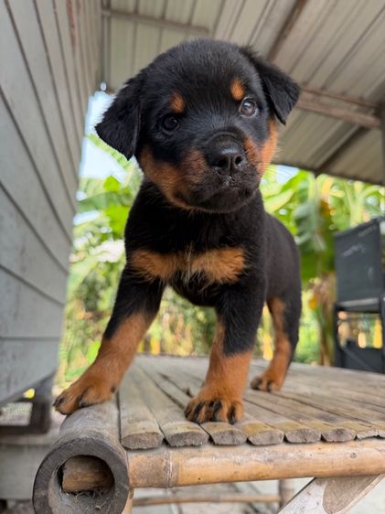 ลูกสุนัข รูปที่ 5