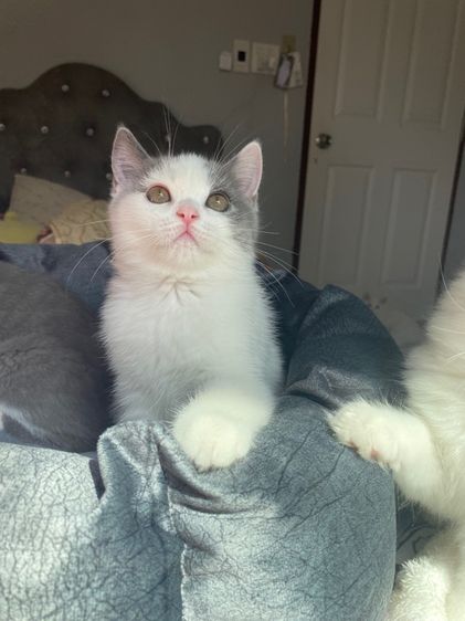 สก็อตติช โฟลด์ (Scottish Fold) น้องแมว