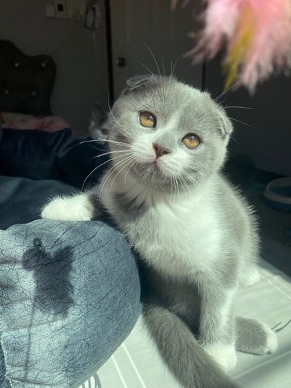 น้องแมว รูปที่ 3