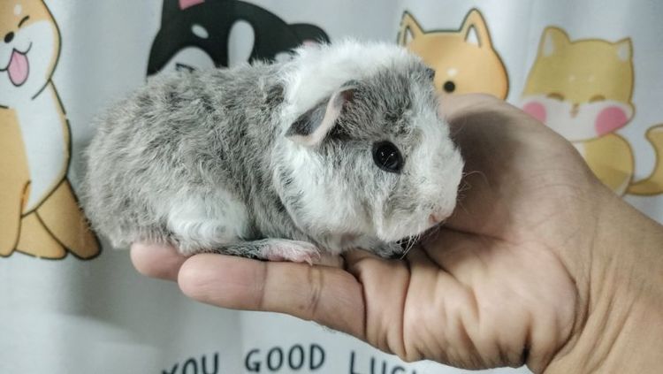 แกสบี้เท็ดดี้ รูปที่ 7