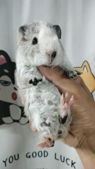 แกสบี้เท็ดดี้ รูปที่ 5