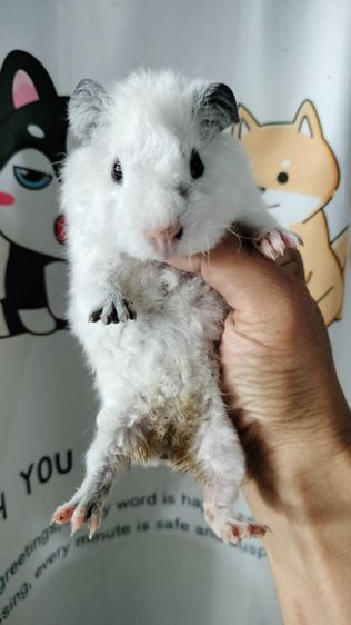 แกสบี้เท็ดดี้ รูปที่ 4