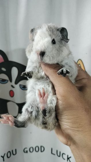 แกสบี้เท็ดดี้ รูปที่ 6