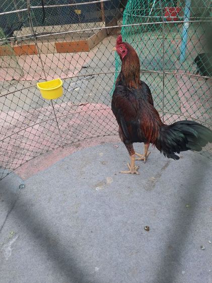 ไก่หนุ่มคัดผ่าน แข้งหน้าจัดๆ รูปที่ 2