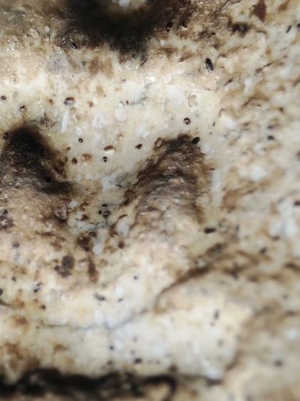 พระสมเด็จเนื้อหามวลสารเต็มครับ รูปที่ 7