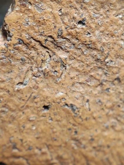 ❌ปิดครับ❌นางพญาพิษณุโลกเนื้อดินครับ รูปที่ 18