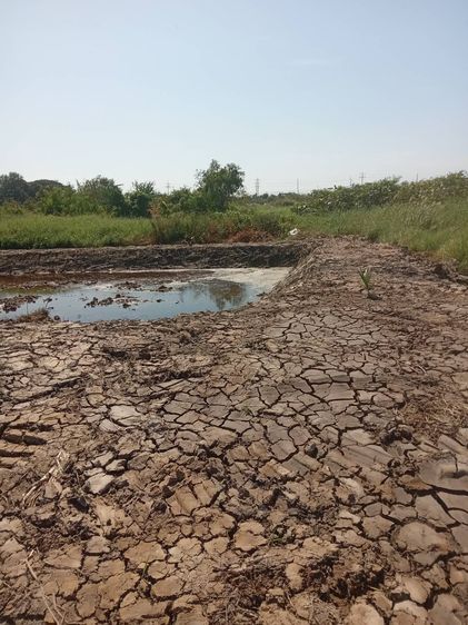 ขายที่ดินเปล่า 525 ตรว. ติดถนนคอนกรีต อยู่ในซอยเทศบาลบางปู 83 ตรงข้ามหมู่บ้านสิวารมย์ 1 และ 2 รูปที่ 4