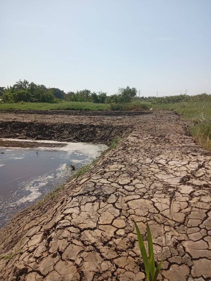 ขายที่ดินเปล่า 525 ตรว. ติดถนนคอนกรีต อยู่ในซอยเทศบาลบางปู 83 ตรงข้ามหมู่บ้านสิวารมย์ 1 และ 2