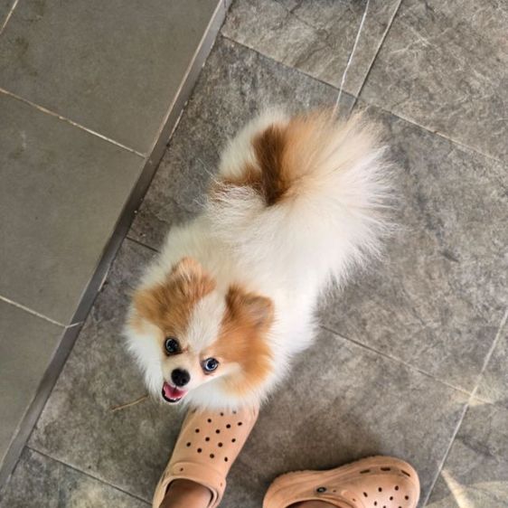 ปอมเมอเรเนียน (Pomeranian) เล็ก ปอมเมอเรเนียนสีปาตี้