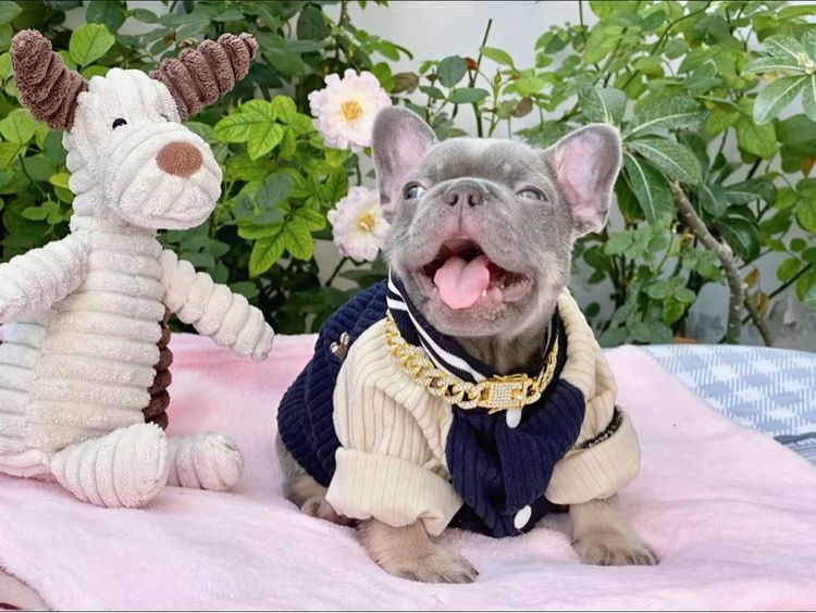 เฟรนบลูด็อก ไลแลคบลูแทนแครี่ครีมนิวเฉด ชาย รูปที่ 12