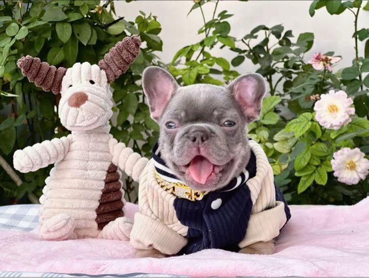 เฟรนบลูด็อก ไลแลคบลูแทนแครี่ครีมนิวเฉด ชาย