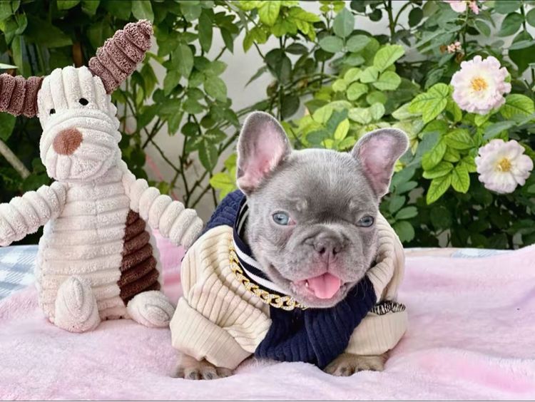 เฟรนบลูด็อก ไลแลคบลูแทนแครี่ครีมนิวเฉด ชาย รูปที่ 4