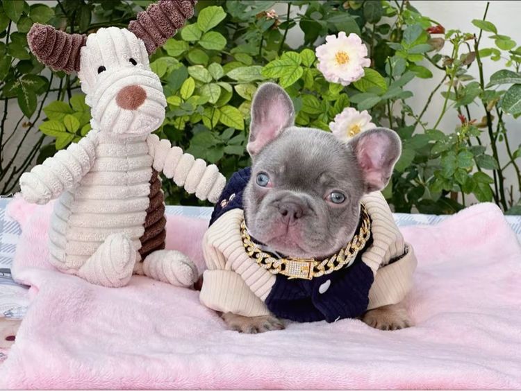 เฟรนบลูด็อก ไลแลคบลูแทนแครี่ครีมนิวเฉด ชาย รูปที่ 2