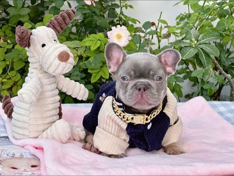 เฟรนบลูด็อก ไลแลคบลูแทนแครี่ครีมนิวเฉด ชาย รูปที่ 8