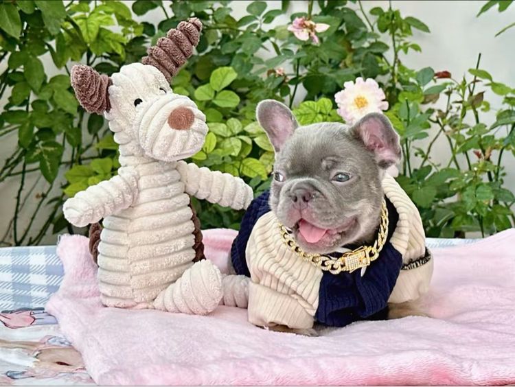 เฟรนบลูด็อก ไลแลคบลูแทนแครี่ครีมนิวเฉด ชาย รูปที่ 3