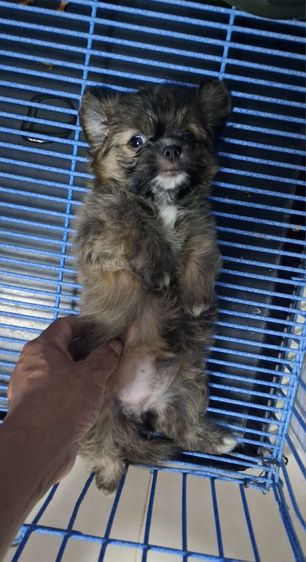 ชิสุผสมชิวาวา เพศเมีย ลูกโทน เกิด 28 พย.68 รูปที่ 5