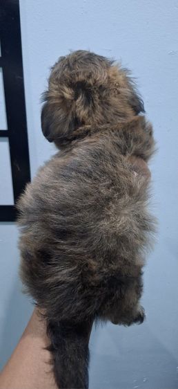 ชิสุผสมชิวาวา เพศเมีย ลูกโทน เกิด 28 พย.68 รูปที่ 3