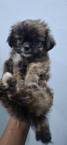 ชิสุผสมชิวาวา เพศเมีย ลูกโทน เกิด 28 พย.68 รูปที่ 2