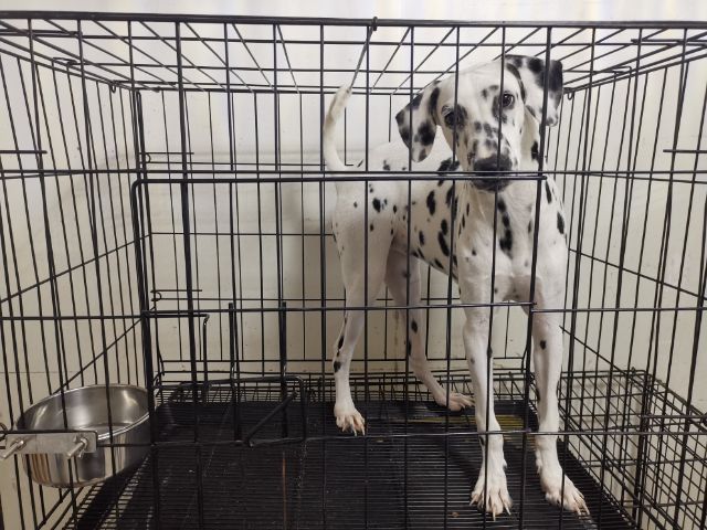 ดัลเมเชียน (Dalmatian) ใหญ่ ดัมเมเชียนตัวเมียวัคซีนครบอายุ 6 เดือน