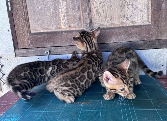 เบงกอลแท้ รูปที่ 3