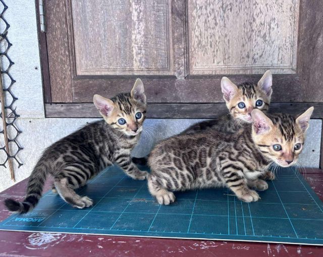 เบงกอลแท้ รูปที่ 4