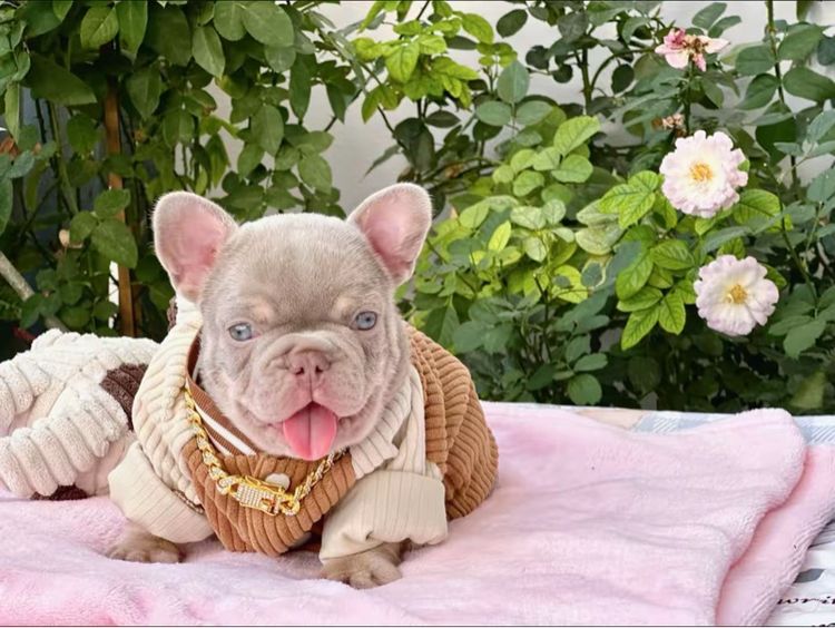 เฟรนบลูด็อก อิสเบลล่าแทนนิวเฉด ชาย รูปที่ 10