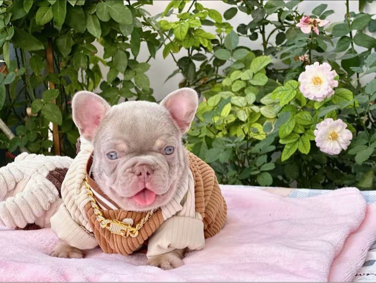 เฟรนบลูด็อก อิสเบลล่าแทนนิวเฉด ชาย รูปที่ 11