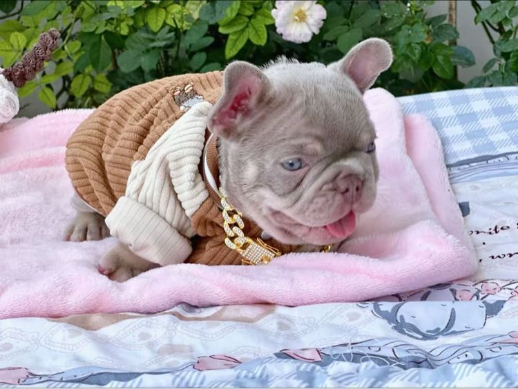 เฟรนบลูด็อก อิสเบลล่าแทนนิวเฉด ชาย รูปที่ 6