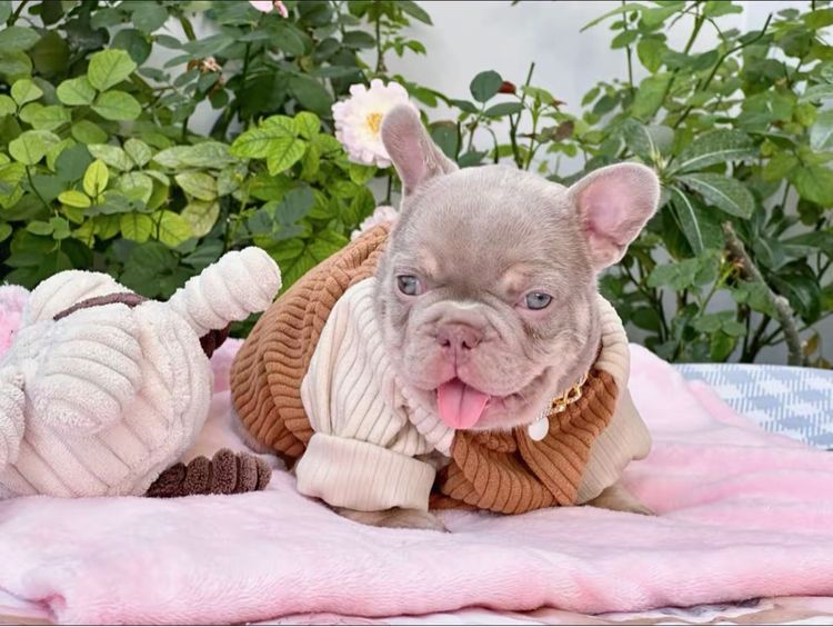 เฟรนบลูด็อก อิสเบลล่าแทนนิวเฉด ชาย รูปที่ 13