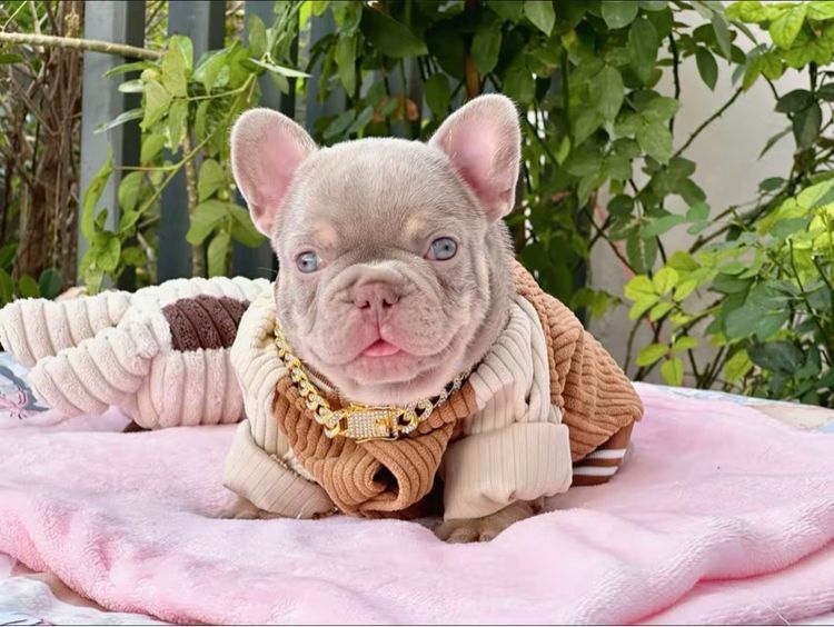 เฟรนบลูด็อก อิสเบลล่าแทนนิวเฉด ชาย รูปที่ 14