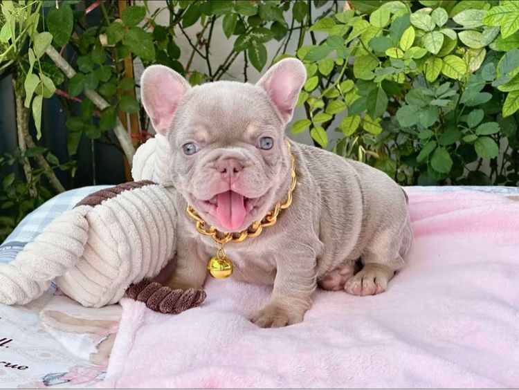 เฟรนบลูด็อก อิสเบลล่าแทนนิวเฉด ชาย รูปที่ 18