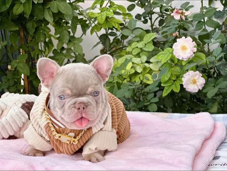 เฟรนบลูด็อก อิสเบลล่าแทนนิวเฉด ชาย รูปที่ 9