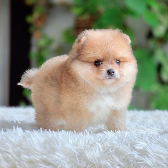 ปอมเมอเรเนียนแท้ เมีย พร้อมย้ายบ้าน รูปที่ 4