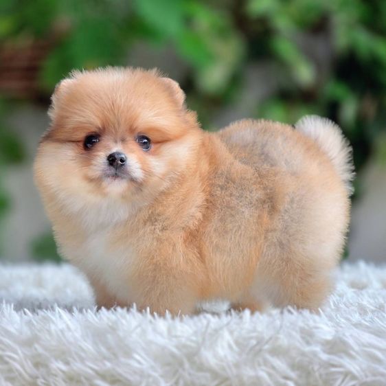 ปอมเมอเรเนียนแท้ เมีย พร้อมย้ายบ้าน รูปที่ 5