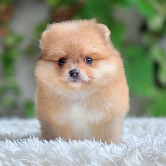 ปอมเมอเรเนียนแท้ เมีย พร้อมย้ายบ้าน รูปที่ 7