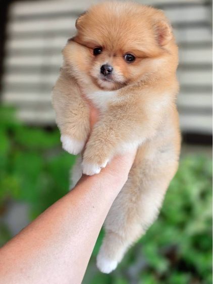 ปอมเมอเรเนียนแท้ เมีย พร้อมย้ายบ้าน รูปที่ 9