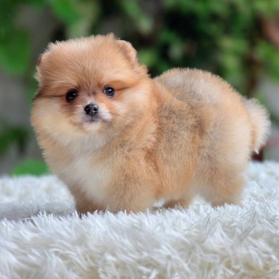 ปอมเมอเรเนียนแท้ เมีย พร้อมย้ายบ้าน รูปที่ 3