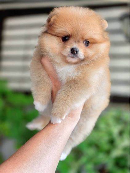 ปอมเมอเรเนียนแท้ เมีย พร้อมย้ายบ้าน รูปที่ 8