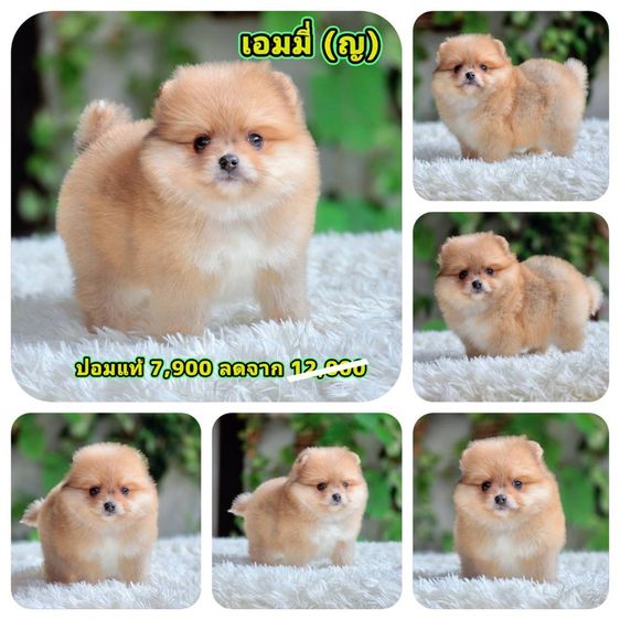 ปอมเมอเรเนียนแท้ เมีย พร้อมย้ายบ้าน