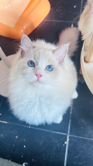 แมว แมวน้อยน่ารัก รูปที่ 16