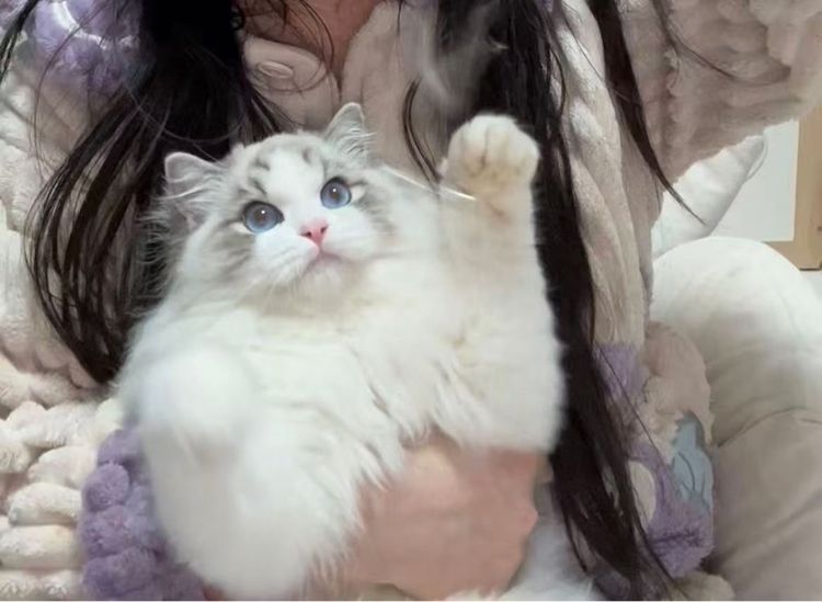 แมว แมวน้อยน่ารัก รูปที่ 11