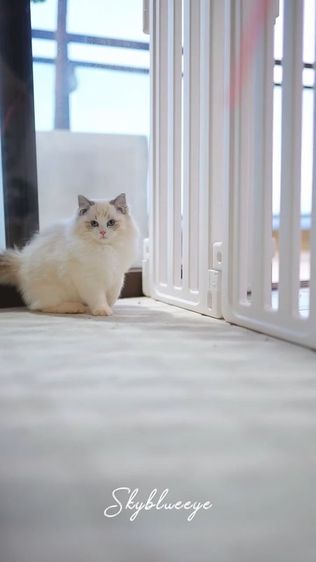 แมว แมวน้อยน่ารัก รูปที่ 12