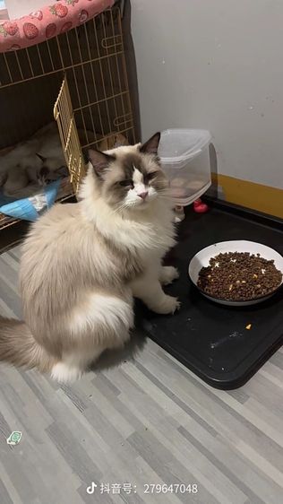 แมว แมวน้อยน่ารัก รูปที่ 17