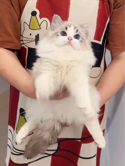 แมว แมวน้อยน่ารัก รูปที่ 15