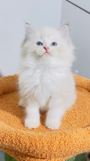 แมว แมวน้อยน่ารัก รูปที่ 6