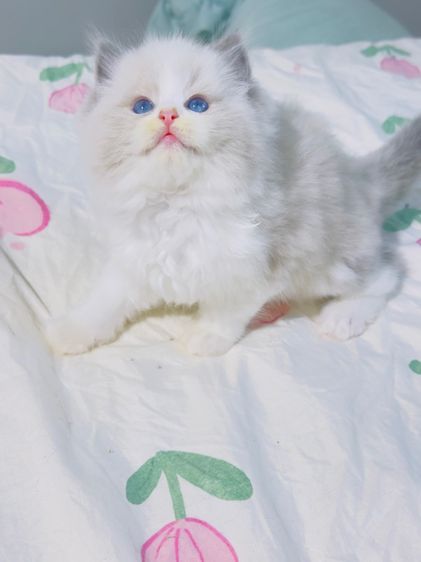 แมว แมวน้อยน่ารัก รูปที่ 10